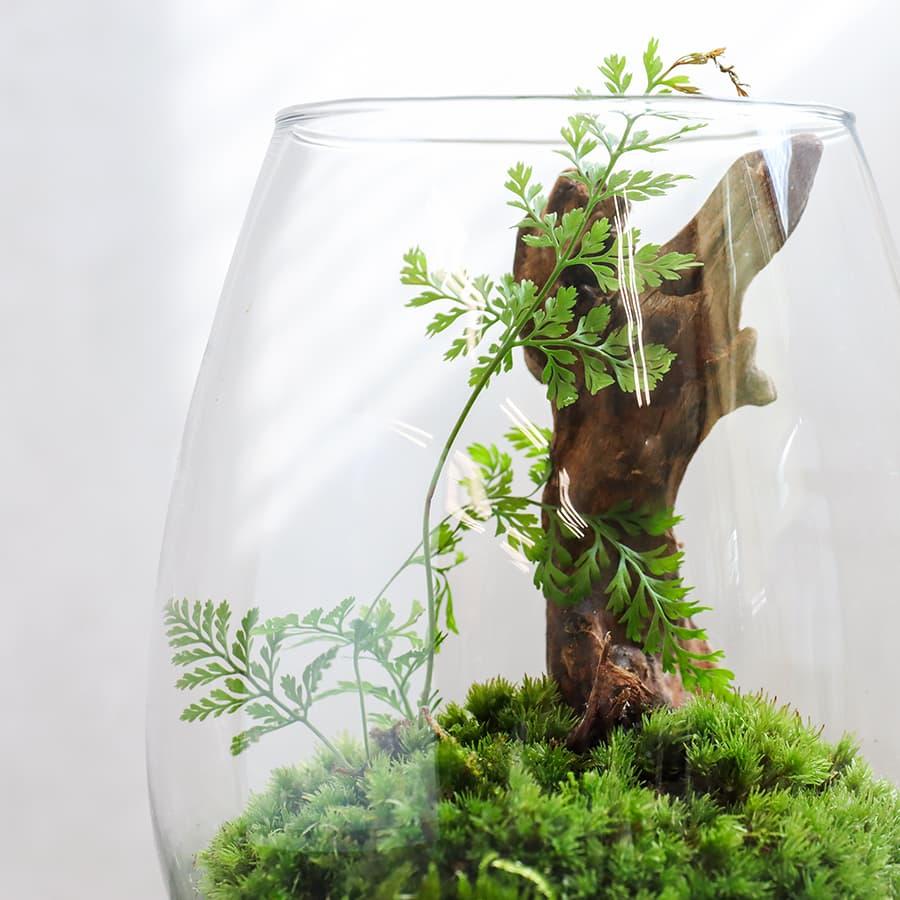 観葉植物 おしゃれ 室内 育てやすい プレゼント コケリウムH アニマル