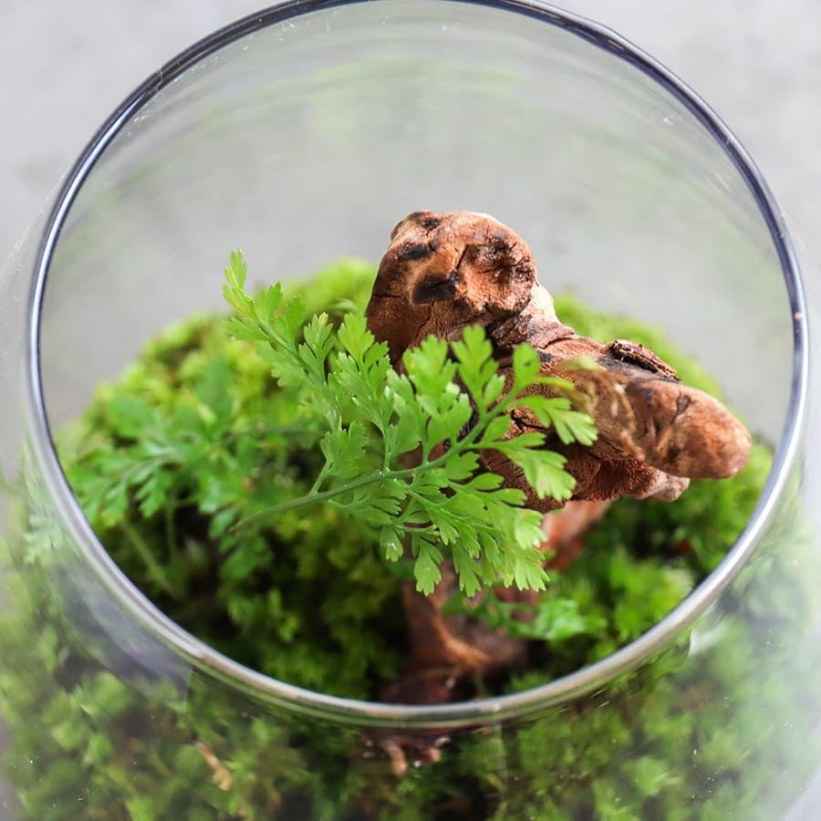 観葉植物 おしゃれ 室内 育てやすい プレゼント コケリウムH アニマル