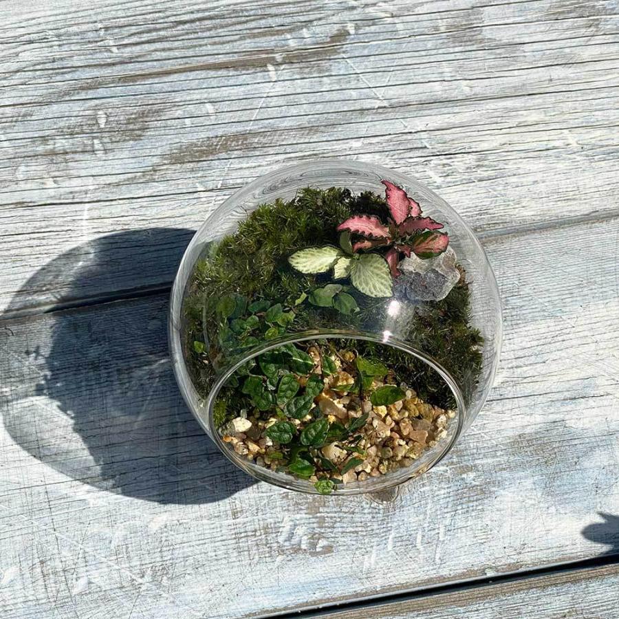 観葉植物 おしゃれ 室内 育てやすい プレゼント コケリウムe アニマルが選べるテラリウム 多肉植物 コケリウム サボテン 瓶 送料無料 Htg 京阪園芸 Paypayモール店 通販 Paypayモール