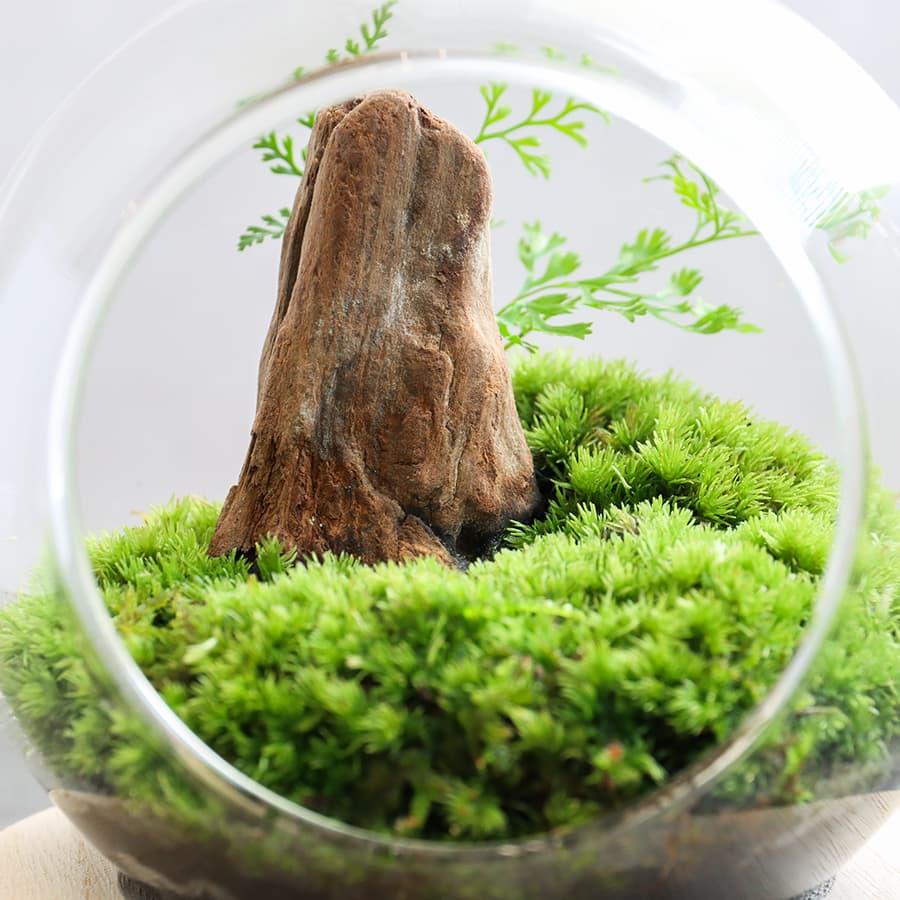 多肉用 テラリウム 苔リウム サボテン アガベ 送料無料 】テラリウム x