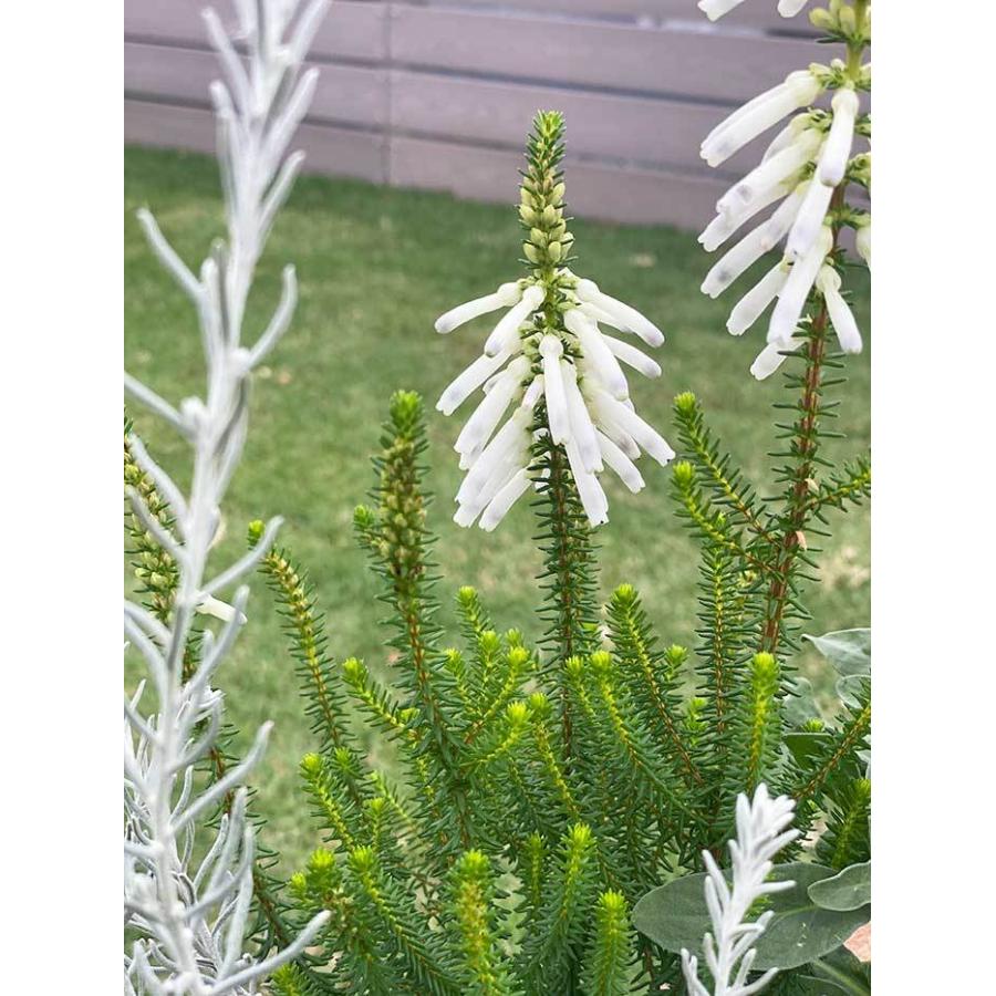 寄せ植え7種セット 花苗 寄せ植え 秋 初心者 おしゃれ 花 育て方 植物 育てやすい エレモフィラニベア ビオラ 秋 冬 21 送料無料 京阪園芸 Paypayモール店 通販 Paypayモール