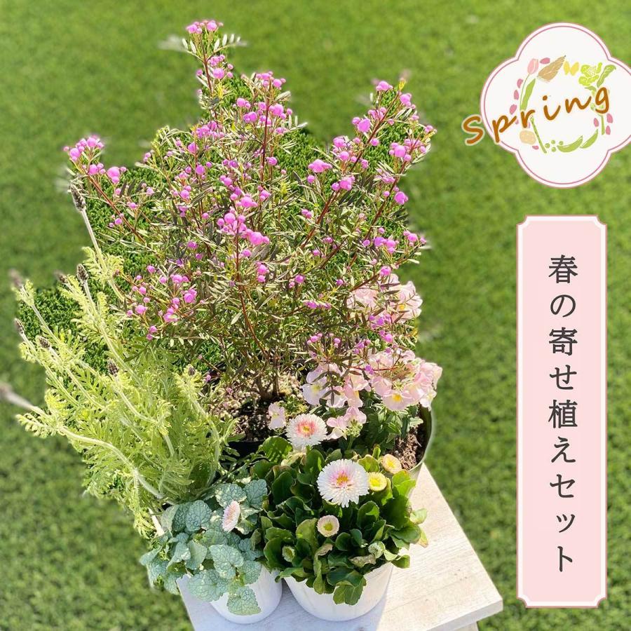 香りも楽しめる 春の寄せ植え花苗セット5種類 デージー ボロニア レースラベンダー 寄せ植え 春 おしゃれ 玄関 22 送料無料 京阪園芸 Paypayモール店 通販 Paypayモール
