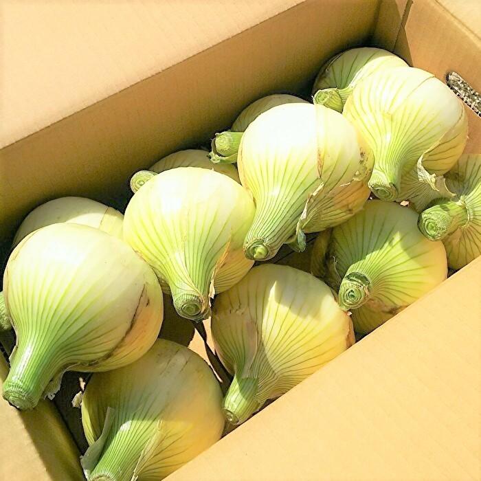 送料無料】淡路島新玉ねぎ 10kg(早生・七宝) けいのしま 送料無料】淡路島新玉ねぎ 10kg(早生・七宝) けいのしま