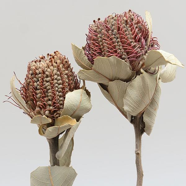 バンクシアココネシアとベリーのスワッグ 踏み出し 