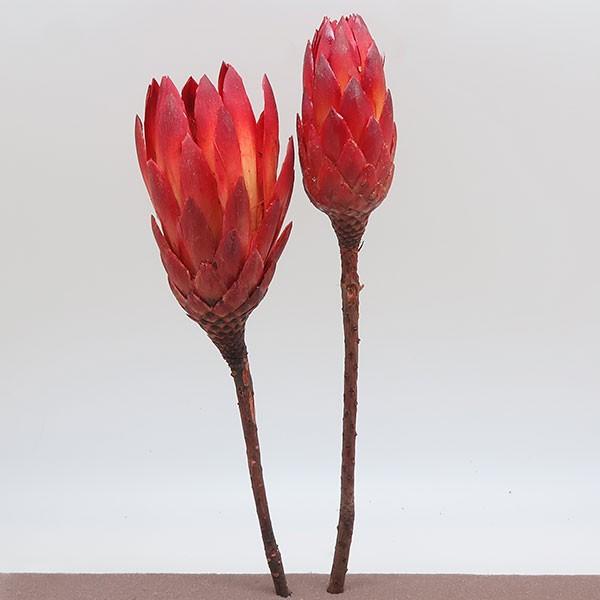 ワイルドフラワー ドライフラワー リペンズ 全長30cm前後 6本セット 1束2本 3束 野生植物 天然素材 自然素材 tk 人工観葉植物と造花の通販ケイシン 通販 Yahoo ショッピング