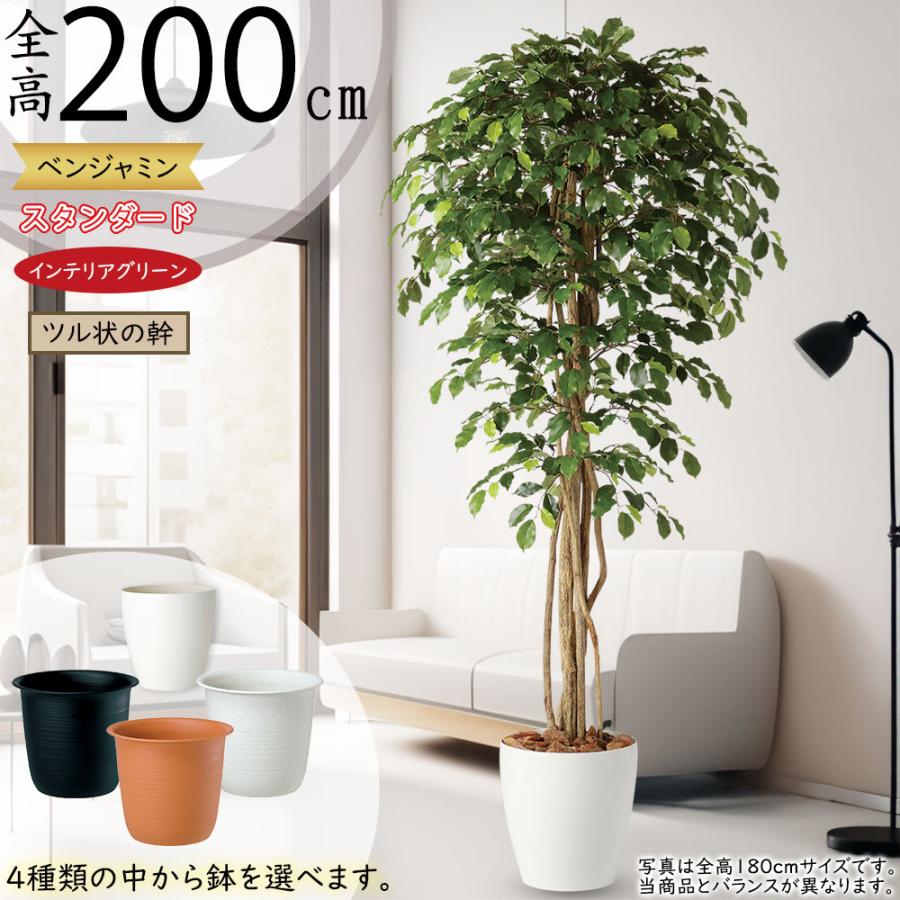光触媒　人工観葉植物　フェイクグリーン　ベンジャミンリアナ1.8 光触媒 人工観葉植物 フェイクグリーン ベンジャミンリアナ1.8 光触媒