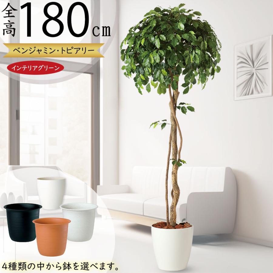 インテリアグリーン 大型 おしゃれ 人気 リアル おすすめ 観葉植物 