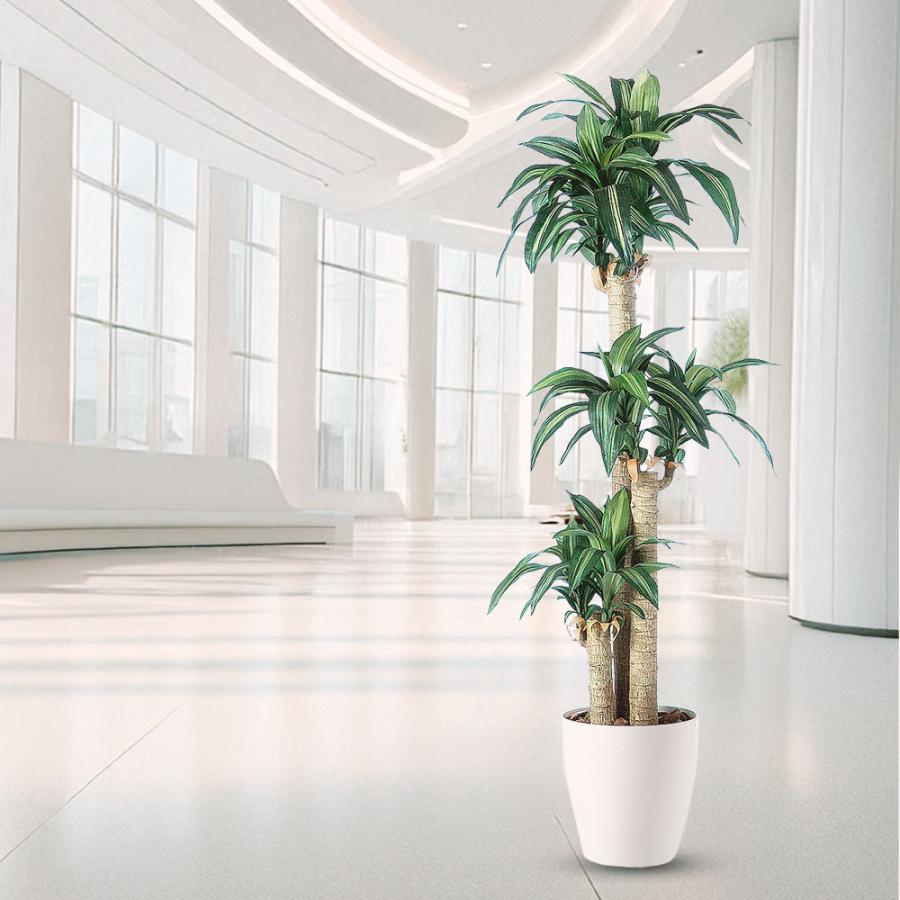 ドラセナ☆ユッカ☆大株 ドラセナ☆ユッカ☆大株