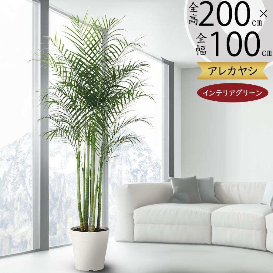 ③【処分価格】新品 アレカヤシ(195cm) 人工観葉植物 フェイクグリーン