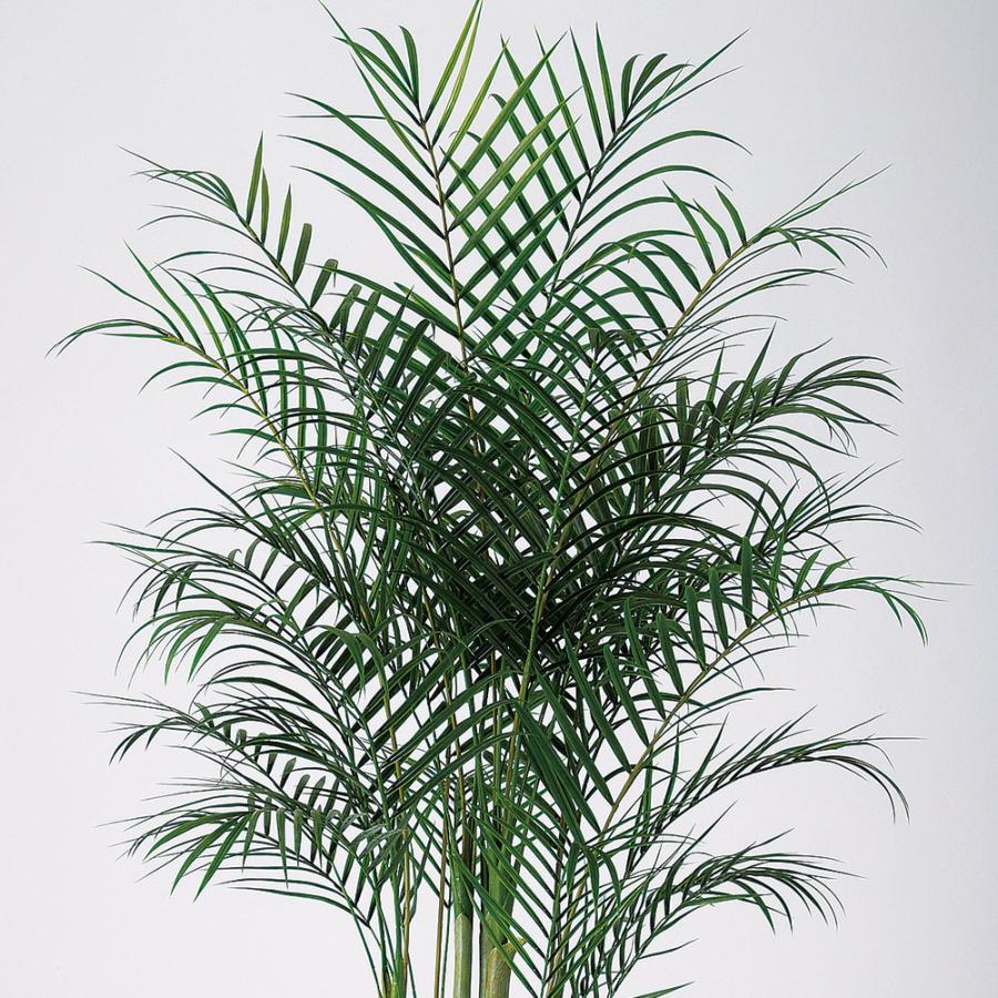 アレカヤシ 観葉植物 大型 人気 おしゃれ インテリアグリーン フェイク