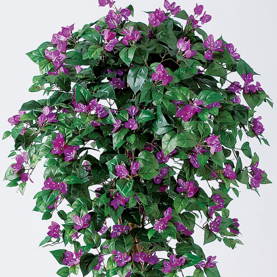 ブーゲンビレアブーゲンビリア苗花木観葉植物M