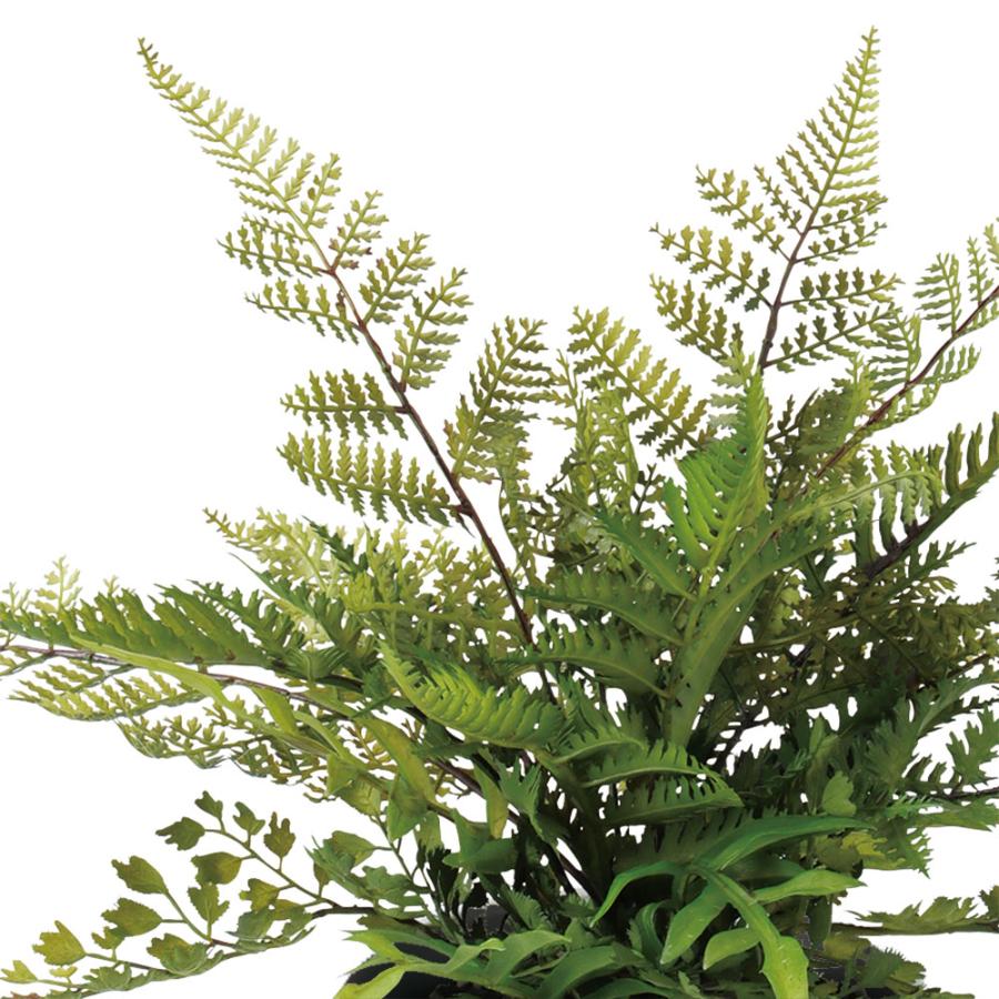 ⭐︎リアル　シダなど 000000000071-20.jpg?t=