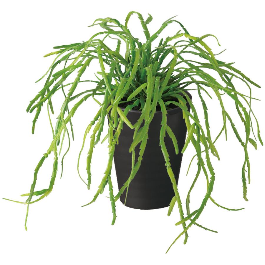 リプサリス インテリアグリーン おしゃれ 人気 フェイクグリーン
