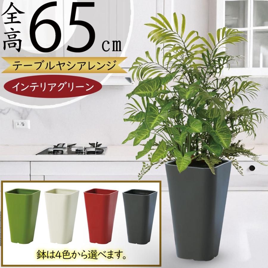 テーブルヤシ 大型 観葉植物 人気 おしゃれ インテリアグリーン