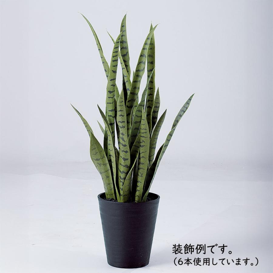 ハイドロカルチャー フラワー・ガーデニング サンスベリア 観葉植物