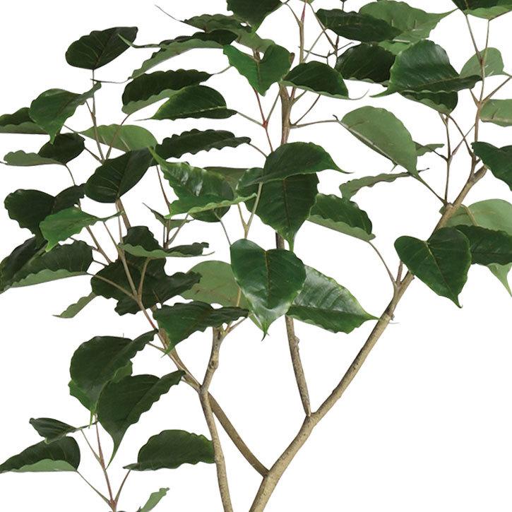 観葉植物 おしゃれ インテリアグリーン フェイクグリーン 造花 菩提樹 1.5m 別料金 です ご希望の方は 確認事項 にてお選び下さい