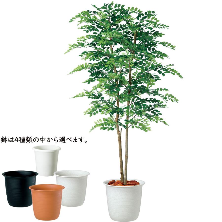 インテリアグリーン 大型 おしゃれ ニセアカシア 観葉植物 リアル 人気