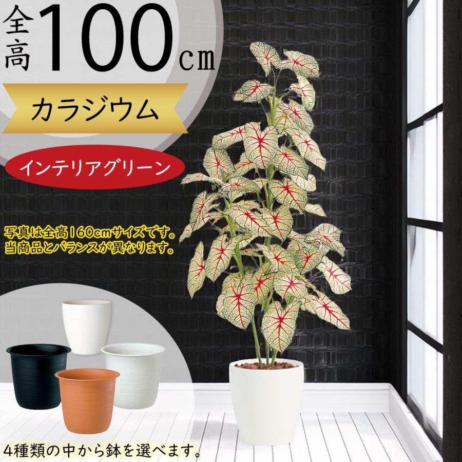 カラジウム カラジューム おしゃれ 人気 インテリアグリーン おすすめ