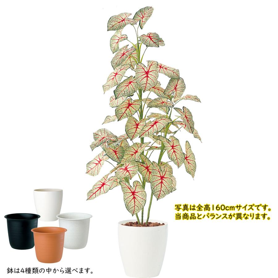 カラジウム カラジューム おしゃれ 人気 インテリアグリーン おすすめ