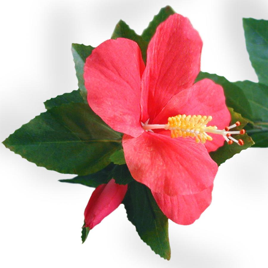 ハイビスカス 植木 特大 150センチ 観葉植物 ハイビスカス 大型 造花 おしゃれ 人気 リアル インテリアグリーン