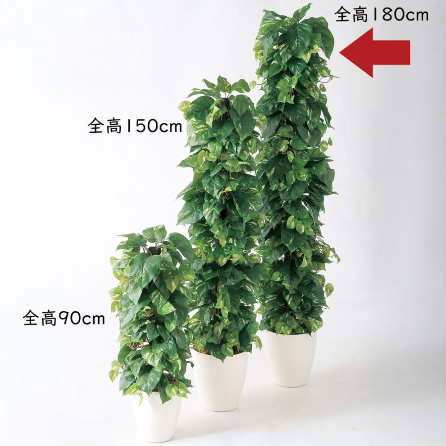 ポトス ヘゴ 大型 インテリアグリーン おしゃれ 人気 観葉植物 リアル 