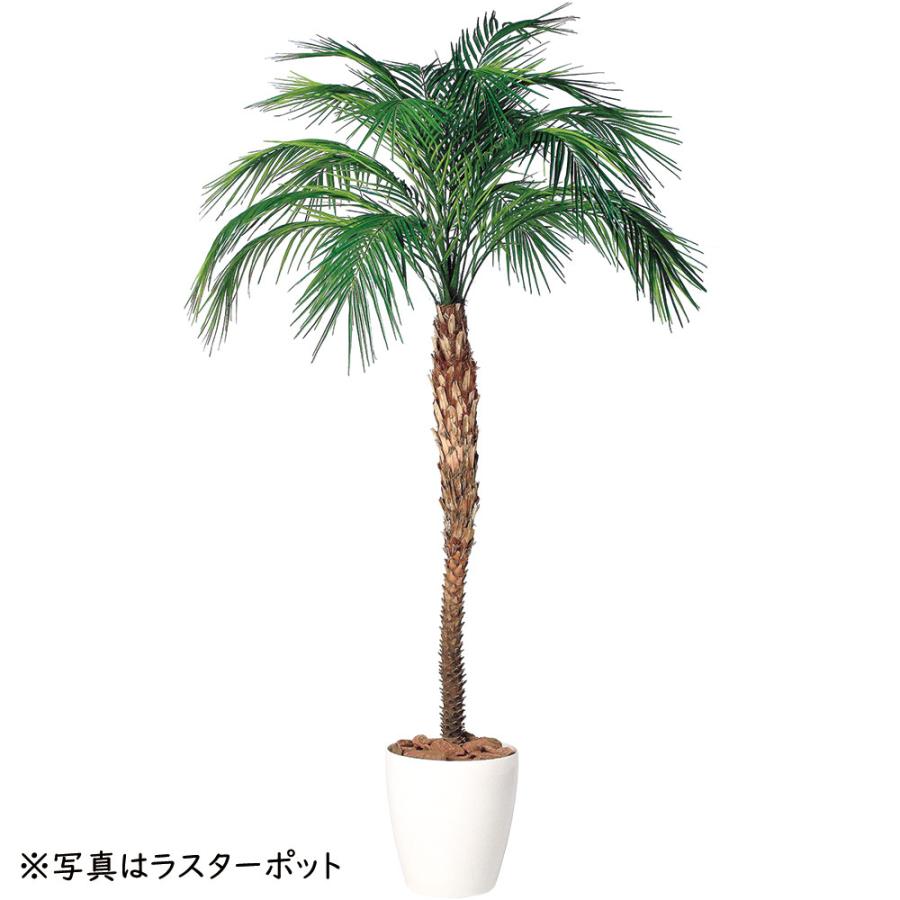 フェニックス 大型 観葉植物 人気 おしゃれ インテリアグリーン フェニックス 大型 観葉植物 人気 おしゃれ インテリアグリーン