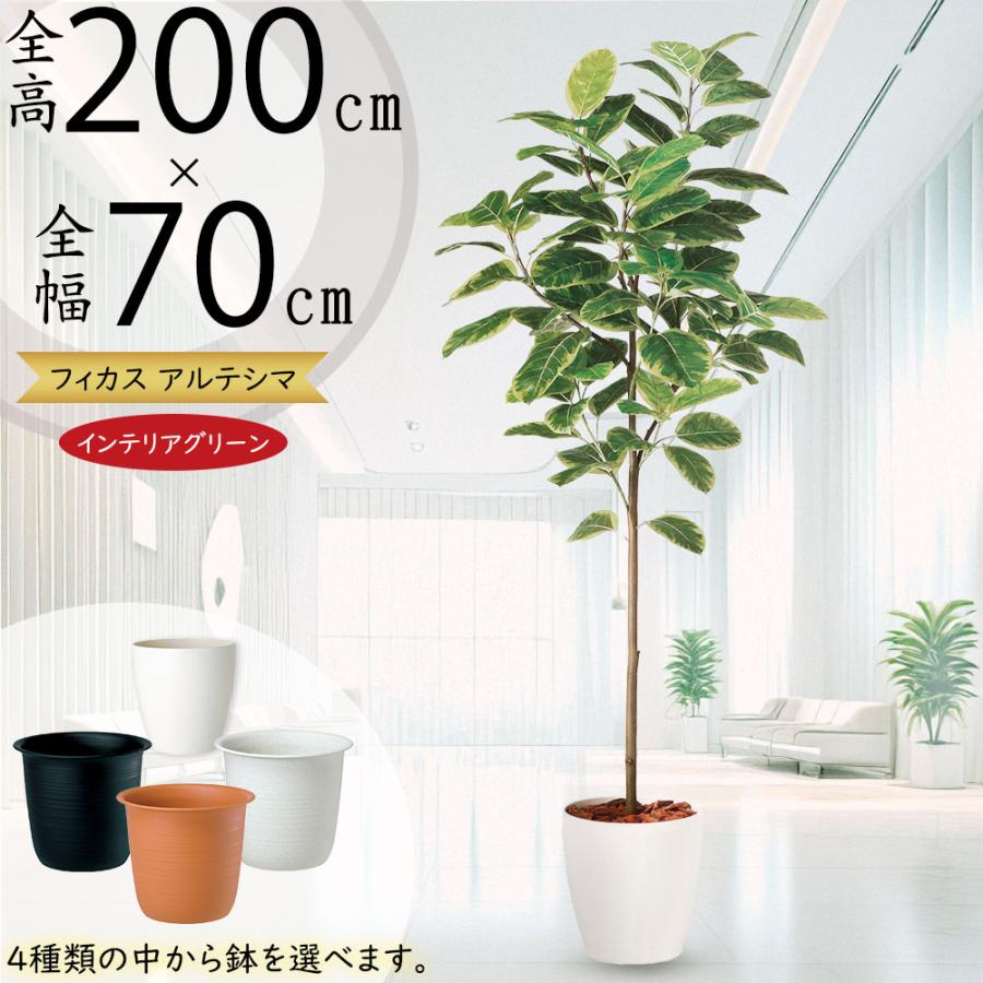アルテシマ インテリアグリーン 大型 人気 おすすめ リアル フェイク