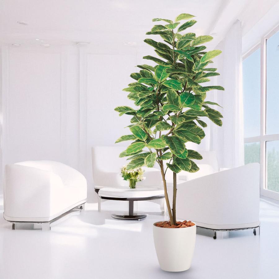 観葉植物 アルテシマ 170cm おしゃれ インテリア 大型 観葉植物 アルテシマ 170cm おしゃれ インテリア 大型
