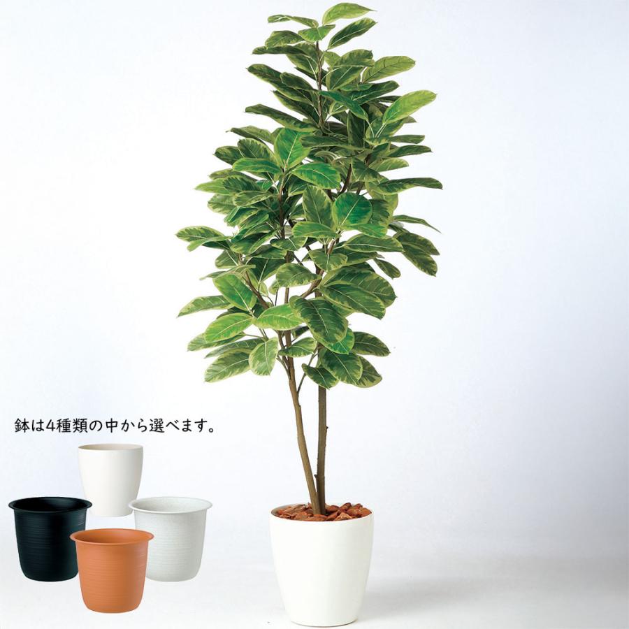 観葉植物 アルテシマ 170cm おしゃれ インテリア 大型