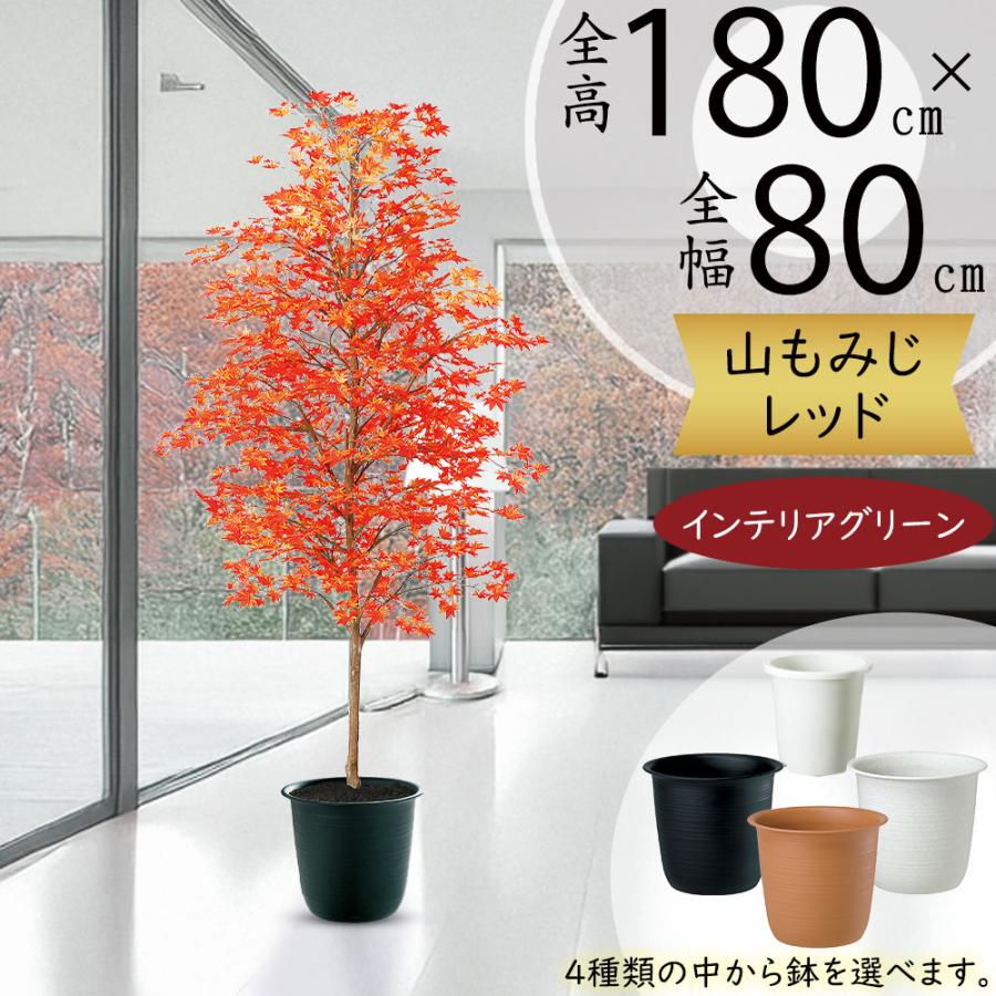 33 激レア 超大株 アデニア ペチュエリー 現地球 鮮度抜群 アデニア