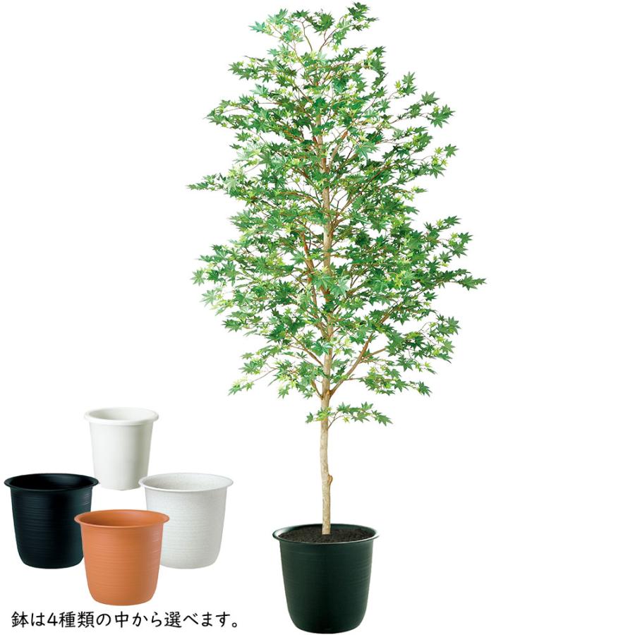 アオシダレモミジ植木&青い鉢（直径35cm 高さ30cm）