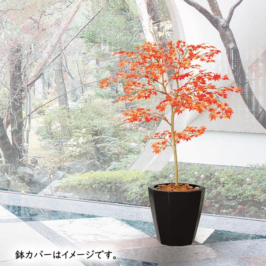 モミジ植木＆緑の鉢（直径38cm 高さ30cm）