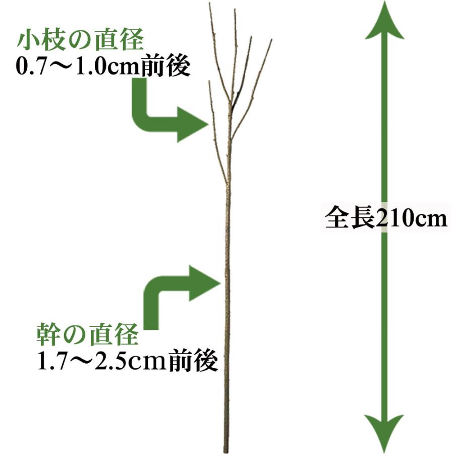 枝物 インテリアグリーン おしゃれ 人気 フェイクグリーン 観葉植物 リアル アートプランツ 造花 木 オブジェ 枝もの 花材 家具 雑貨 大型 アレンジ 装飾 210cmの画像