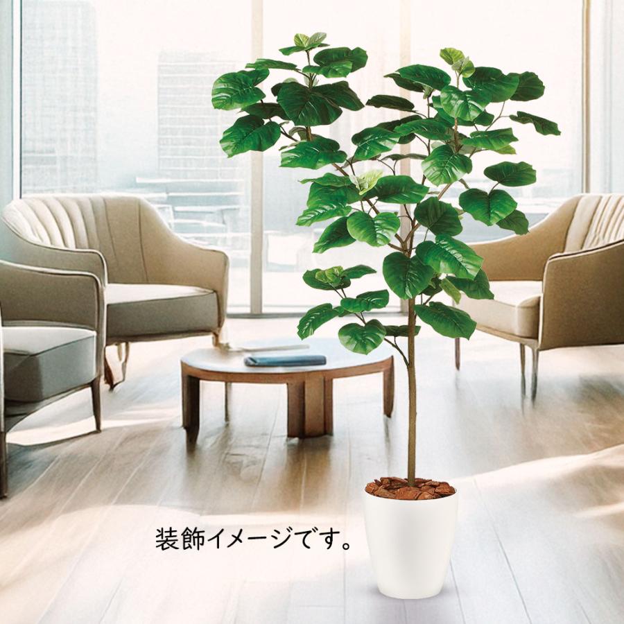 ウンベラータ 大型 おしゃれ 人気 観葉植物 インテリアグリーン