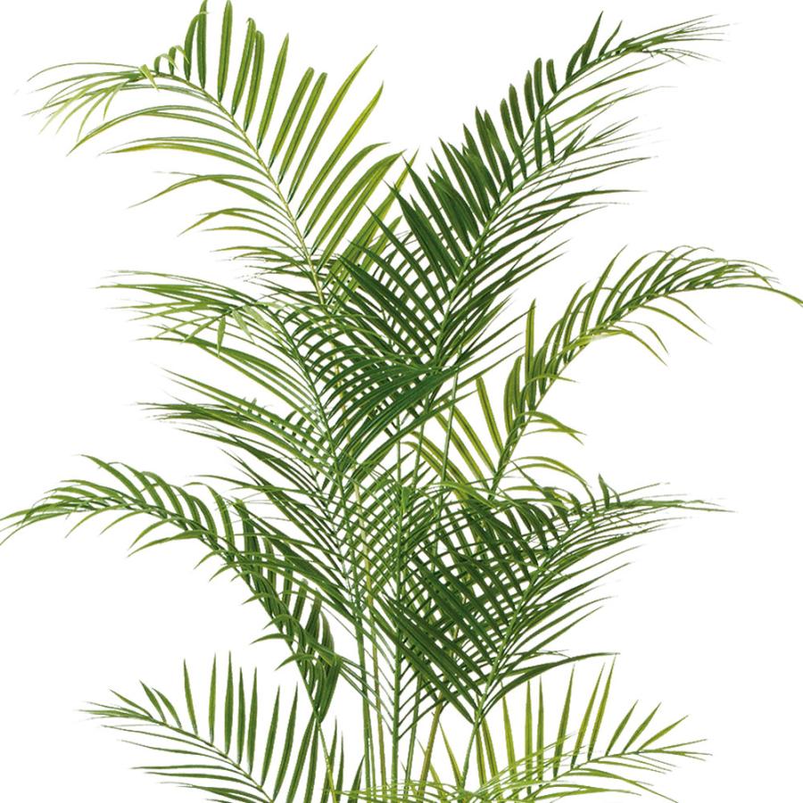 アレカヤシ 観葉植物 大型 人気 おしゃれ インテリアグリーン フェイク