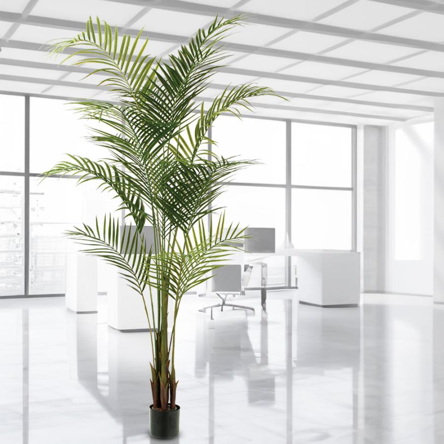 アレカヤシ 観葉植物 大型 人気 おしゃれ インテリアグリーン