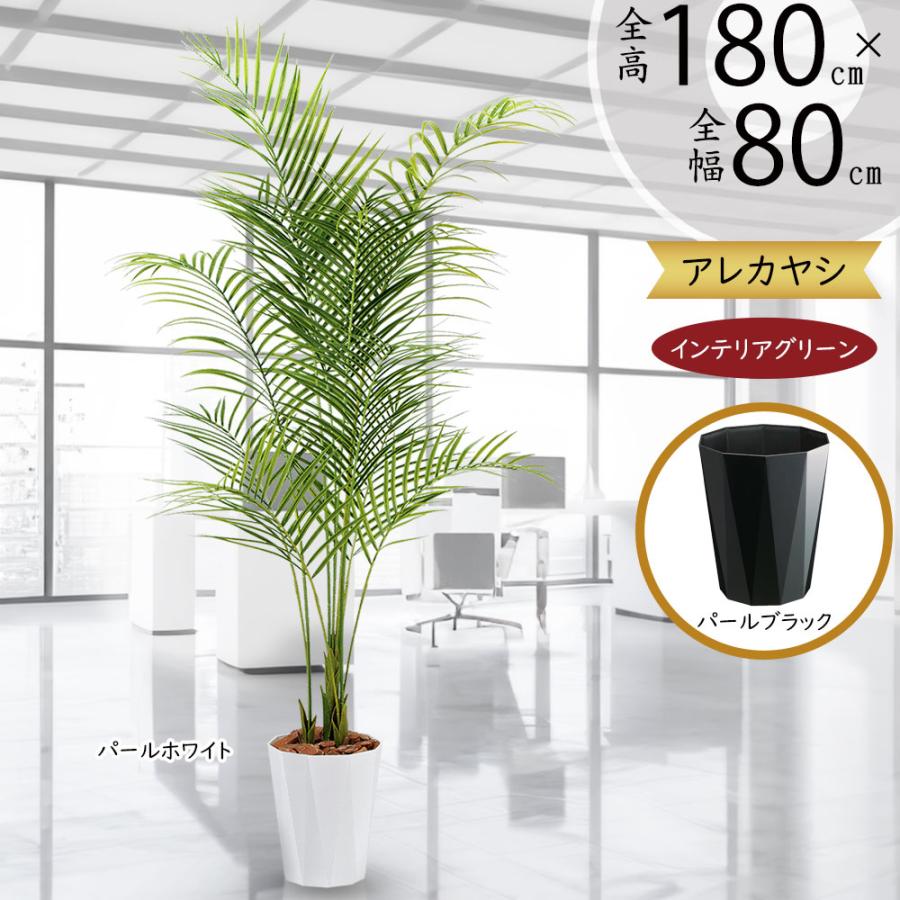 アレカヤシ 観葉植物 大型 人気 おしゃれ インテリアグリーン