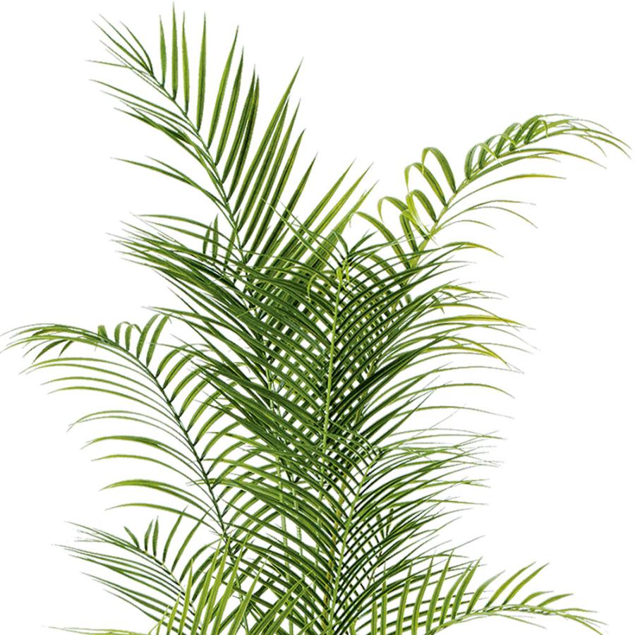 アレカヤシ 観葉植物 大型 人気 おしゃれ インテリアグリーン