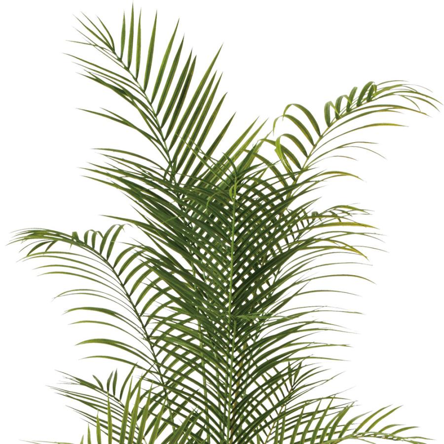 アレカヤシ 観葉植物 大型 人気 おしゃれ インテリアグリーン フェイク