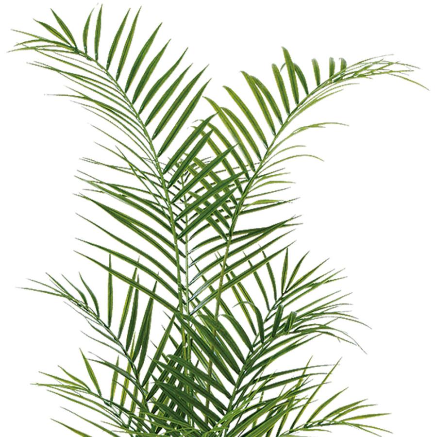 アレカヤシ 観葉植物 人気 おしゃれ インテリアグリーン フェイク