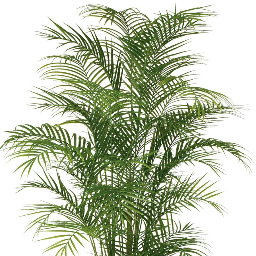 アレカヤシ 観葉植物 大型 人気 おしゃれ インテリアグリーン