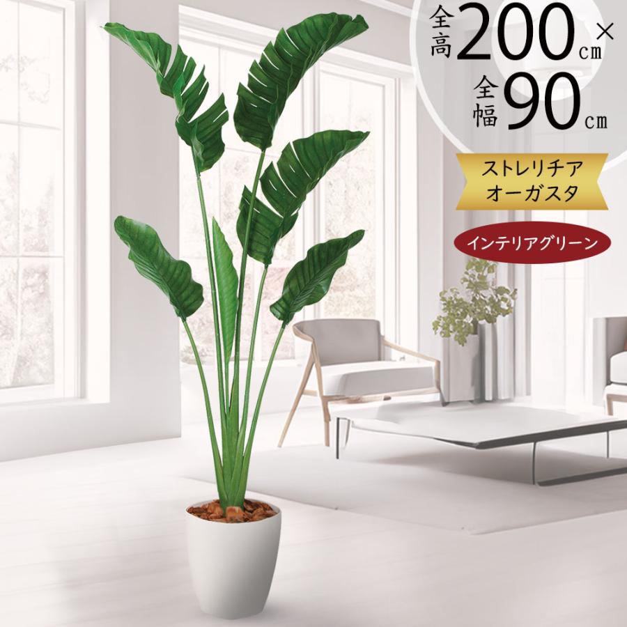 ストレリチア ストレチア 大型 観葉植物 おしゃれ 人気 インテリア