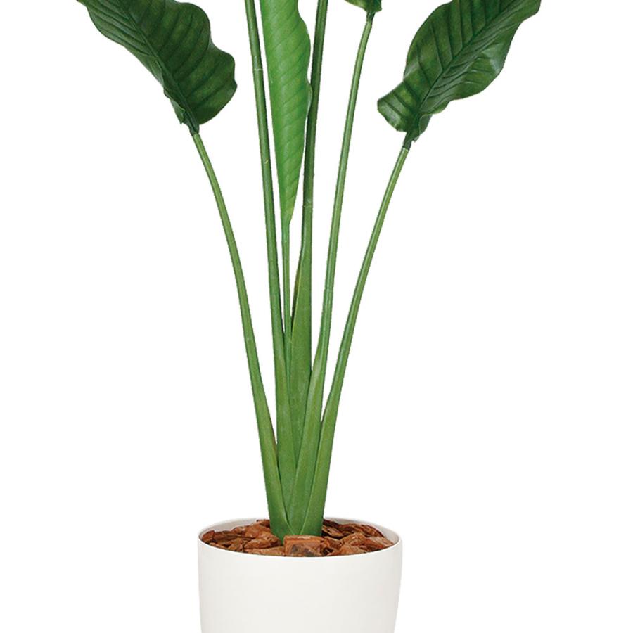ストレリチア ストレチア 大型 観葉植物 おしゃれ 人気 インテリア