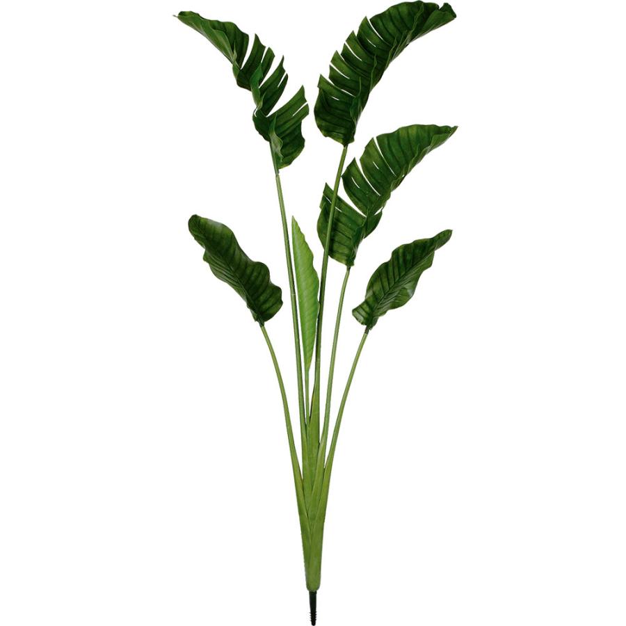 ストレリチア ストレチア 大型 観葉植物 おしゃれ 人気