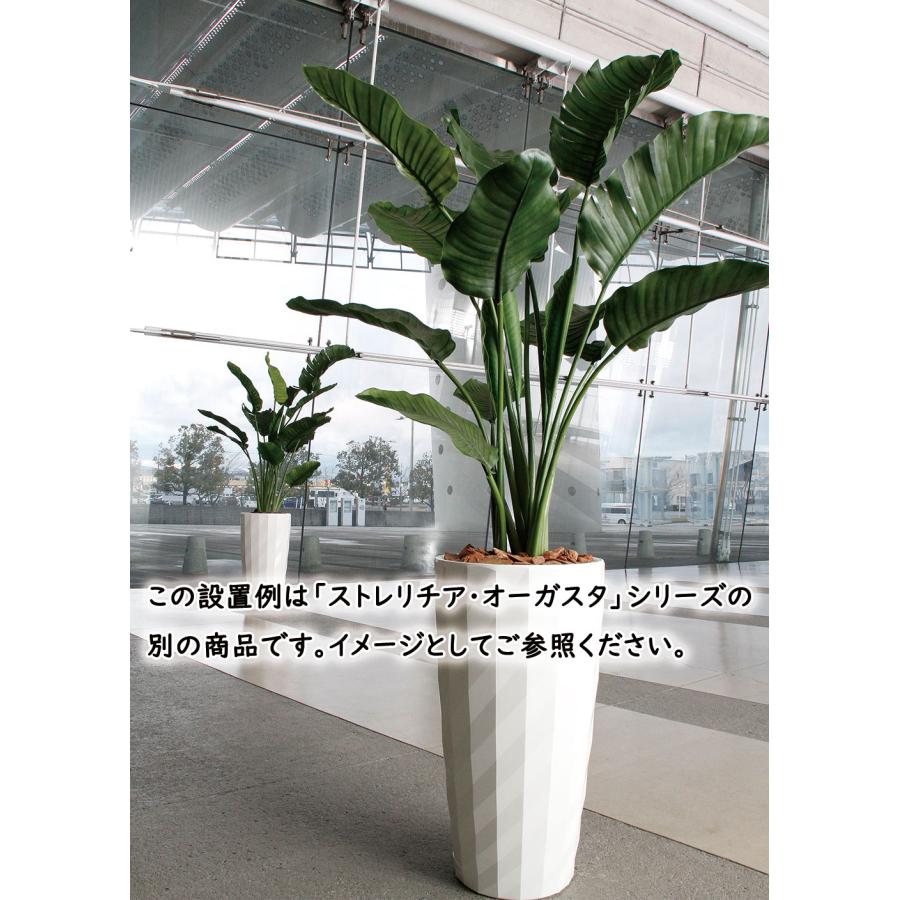 ストレリチア ストレチア 観葉植物 おしゃれ 人気 インテリアグリーン