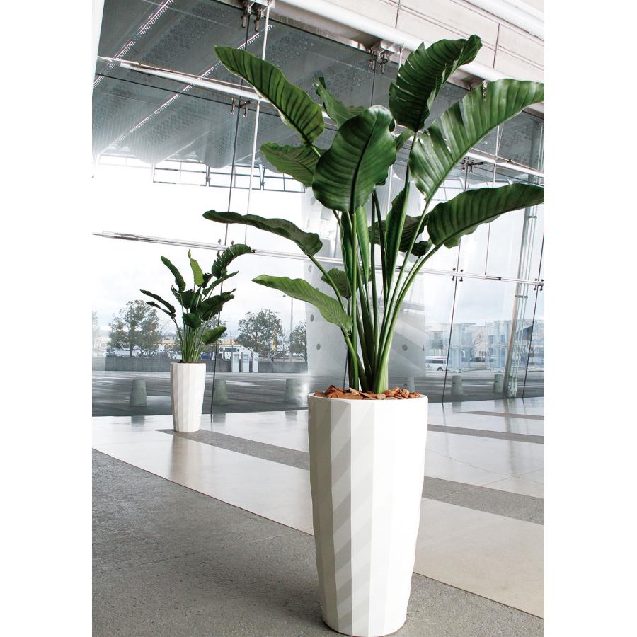 ストレリチア ストレチア 大型 観葉植物 おしゃれ 人気 インテリア