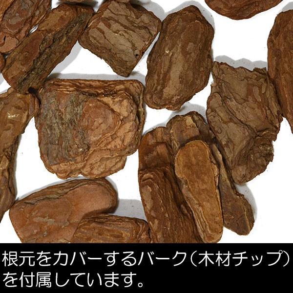 期間セール ！ ストレリチア ストレチア 観葉植物 おしゃれ インテリアグリーン 造花 レギネ 1.3m 【3324290611】(17482円)