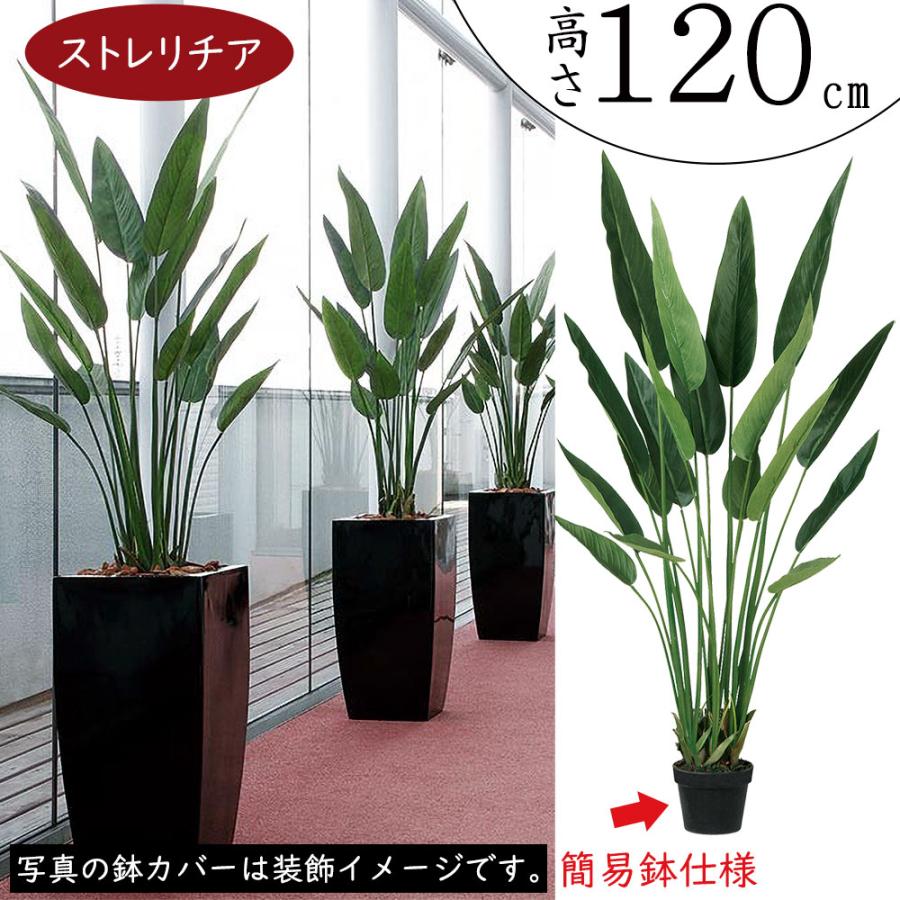 ストレリチア ストレチア 観葉植物 おしゃれ 人気 インテリア
