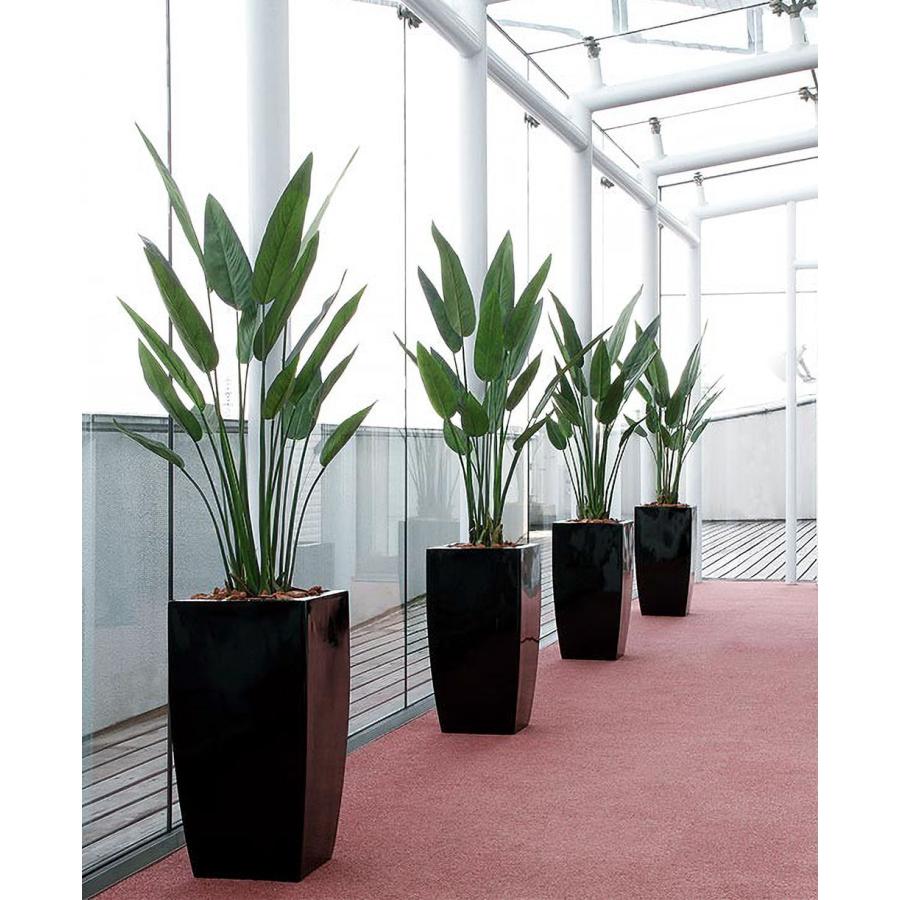 ストレリチア ストレチア 観葉植物 おしゃれ 人気 インテリアグリーン