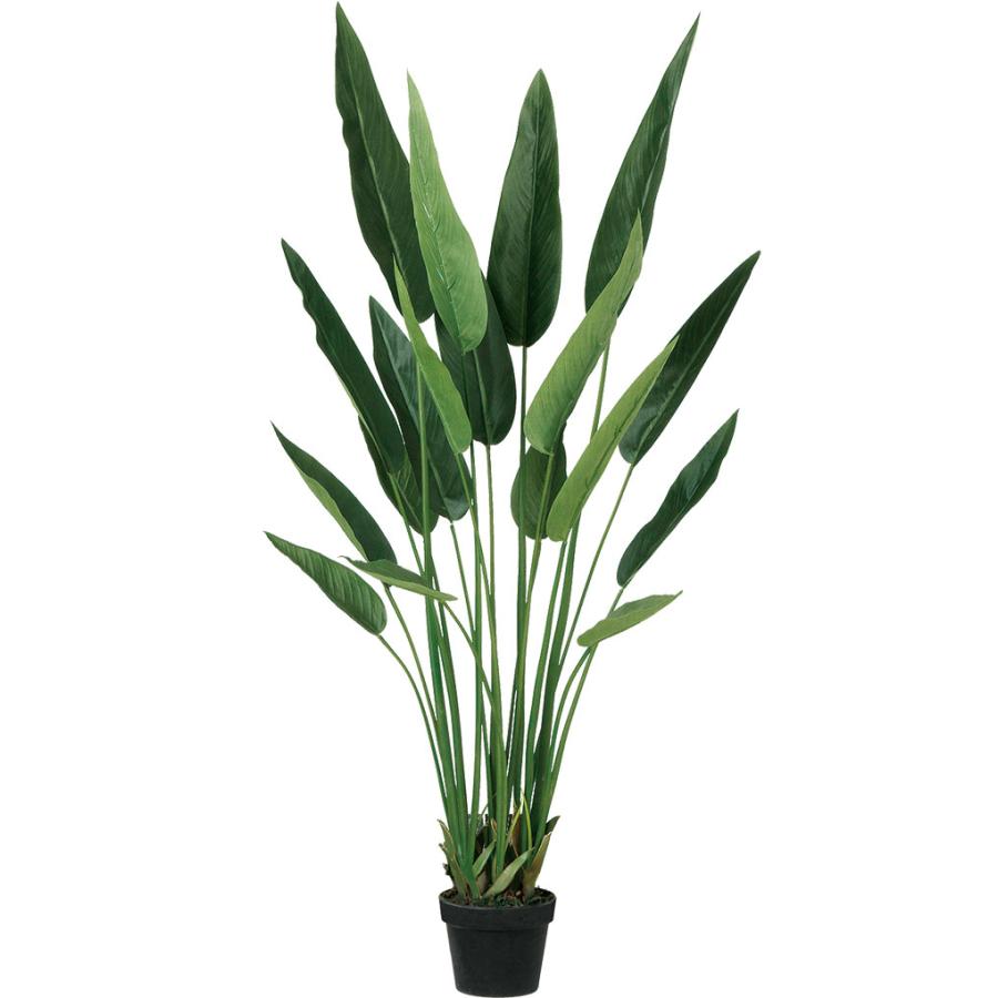 ストレリチア ストレチア 観葉植物 おしゃれ 人気 インテリアグリーン